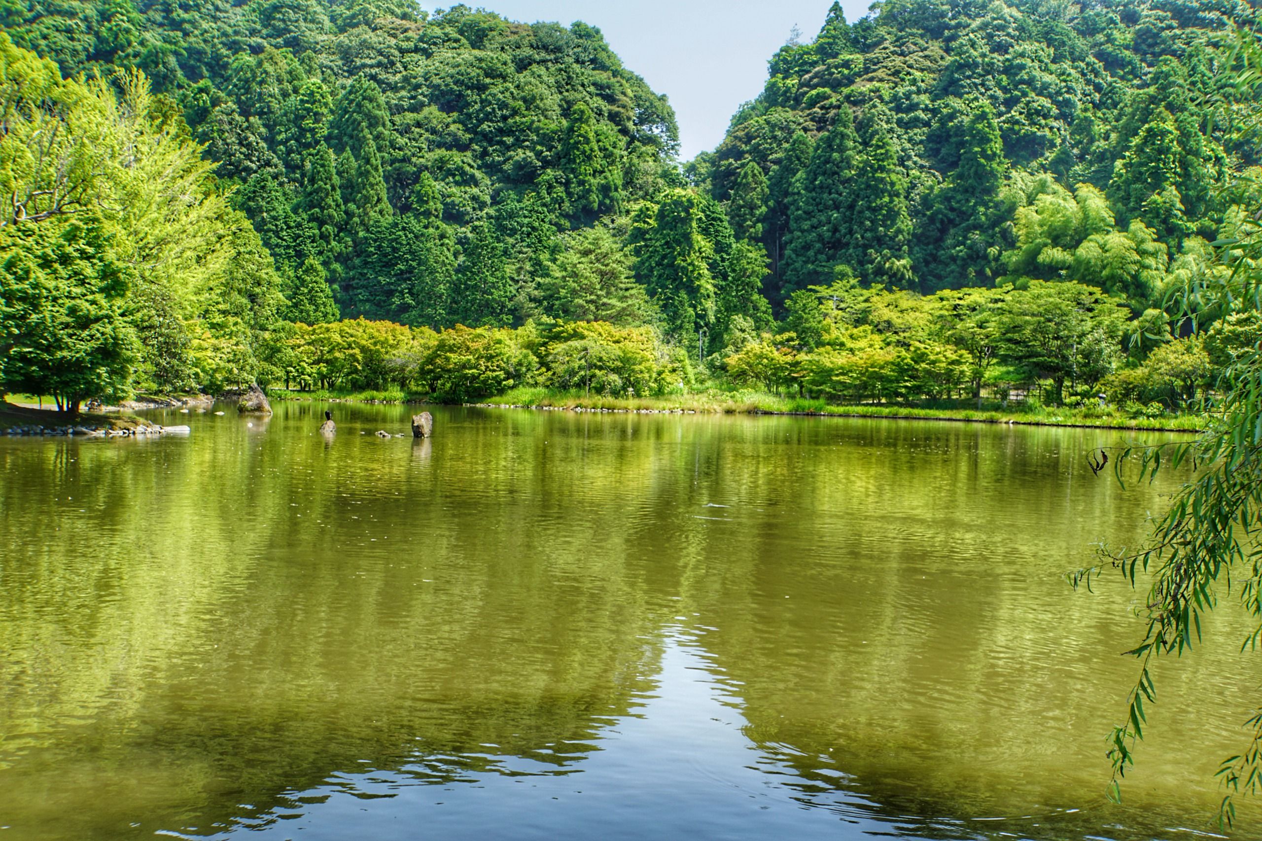 🏞️ 흰 물의 연못 (시라미즈노이케) 이미지 8